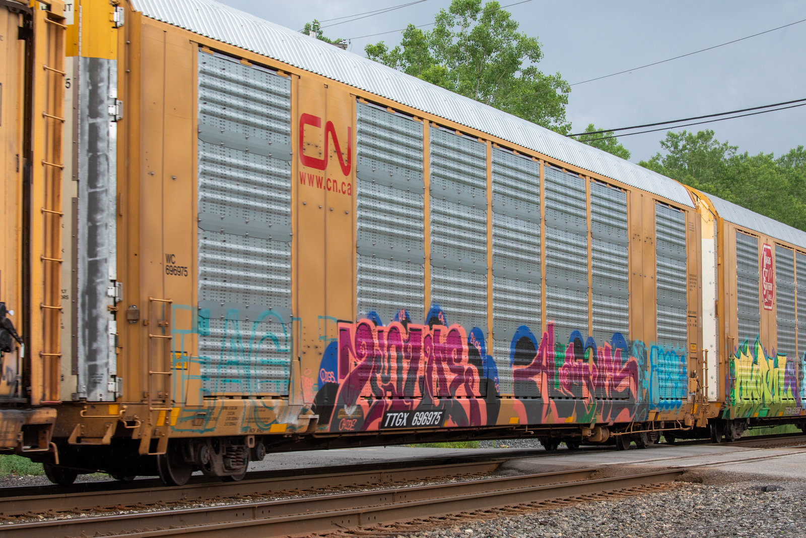 TTGX 696975
