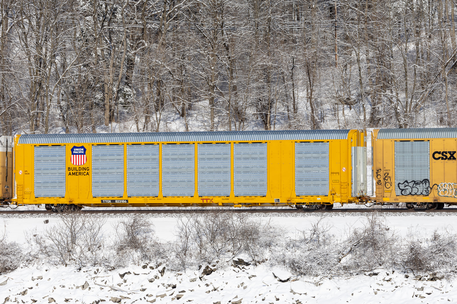 TTGX 823186
