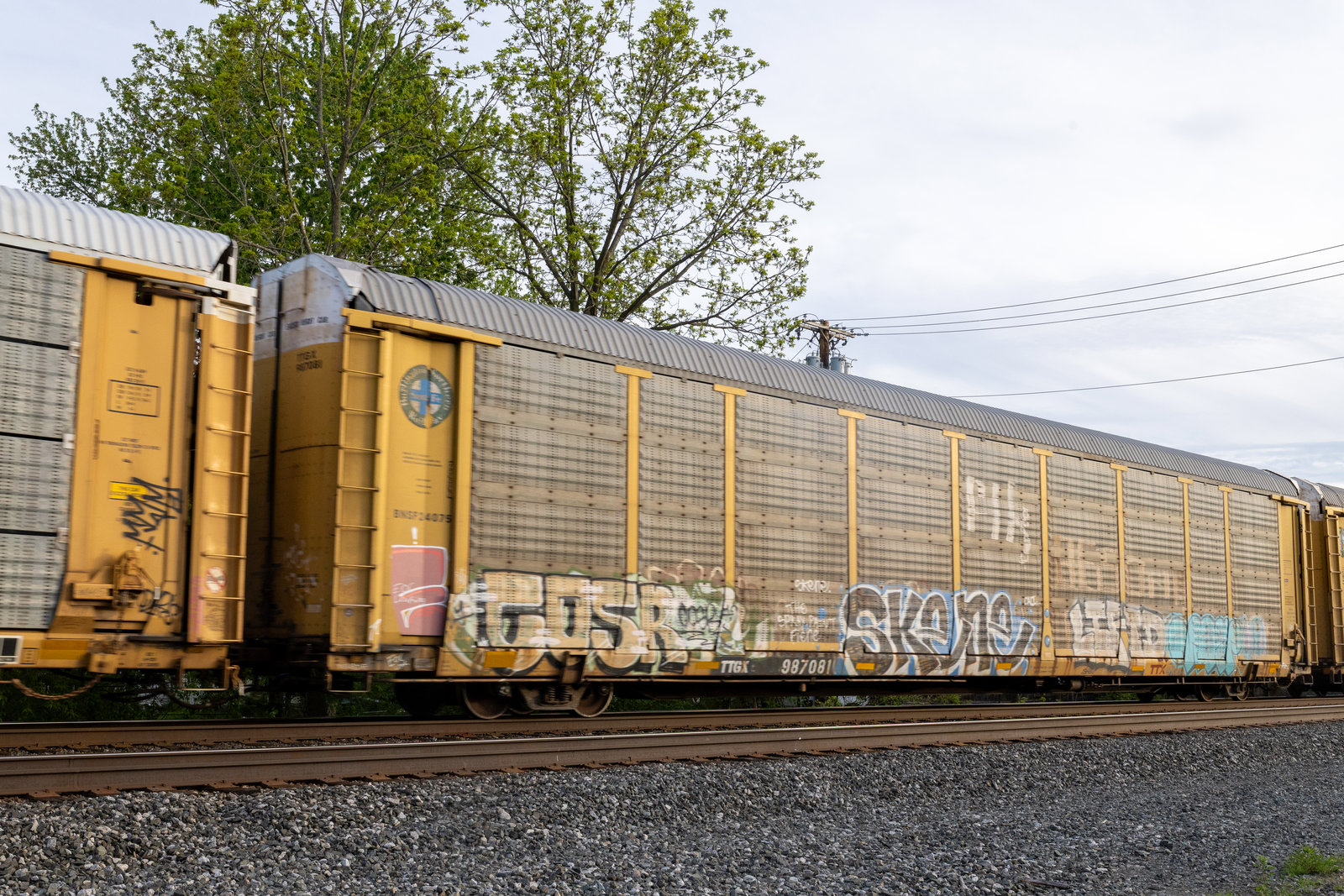 TTGX 987081