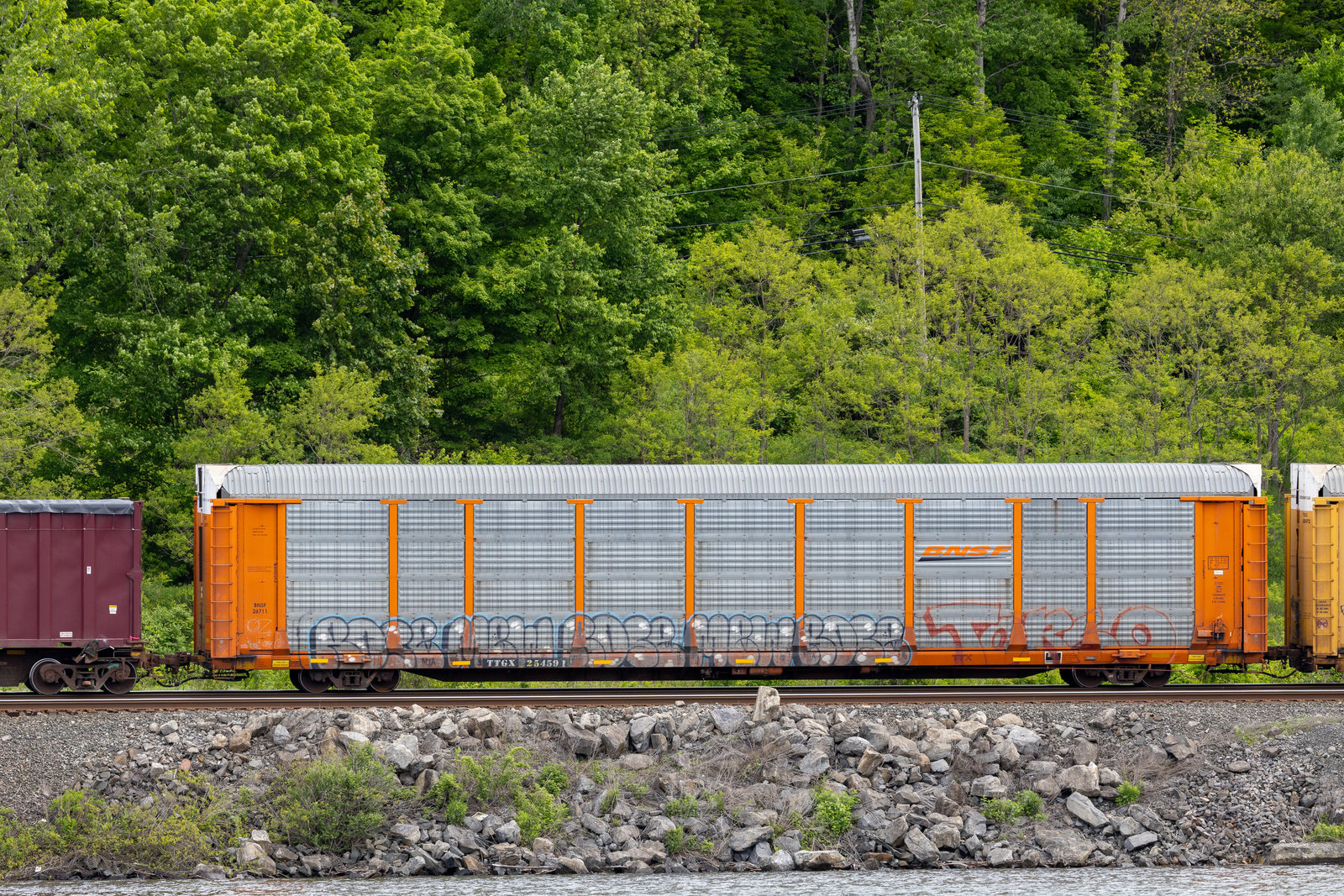 TTGX 254591