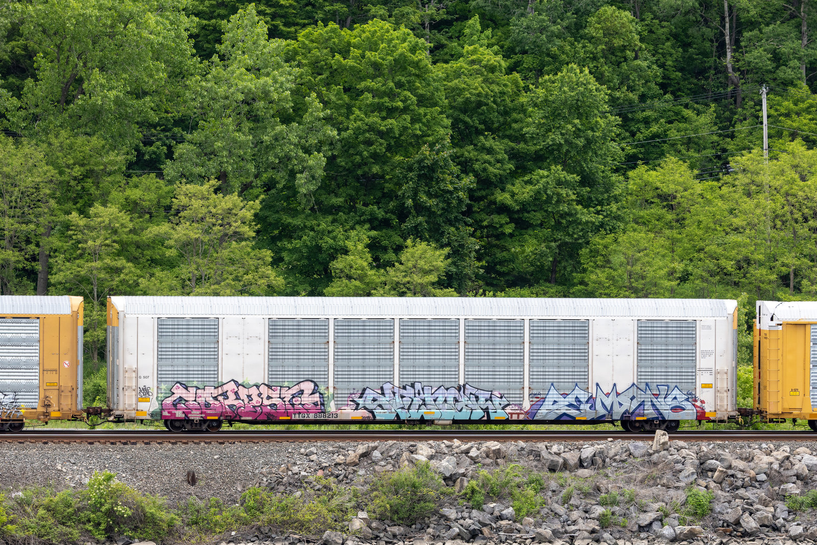TTGX 698213