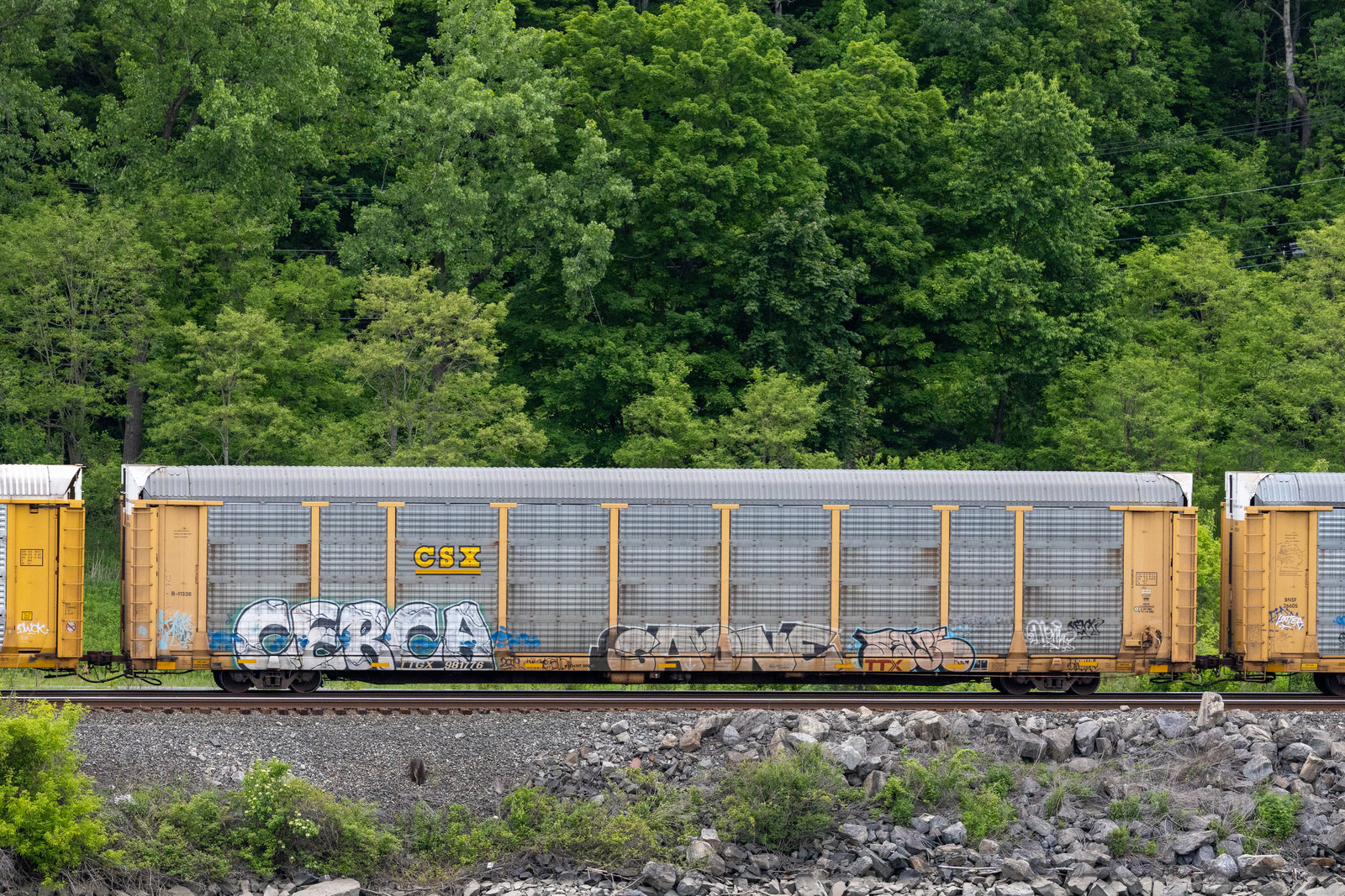 TTGX 981776