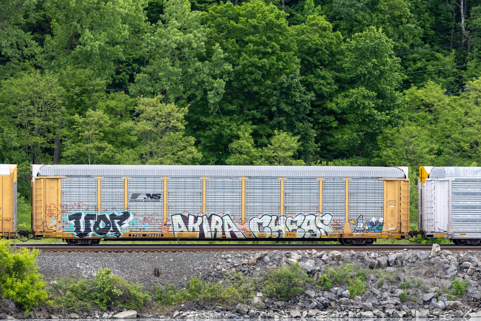 TTGX 704431