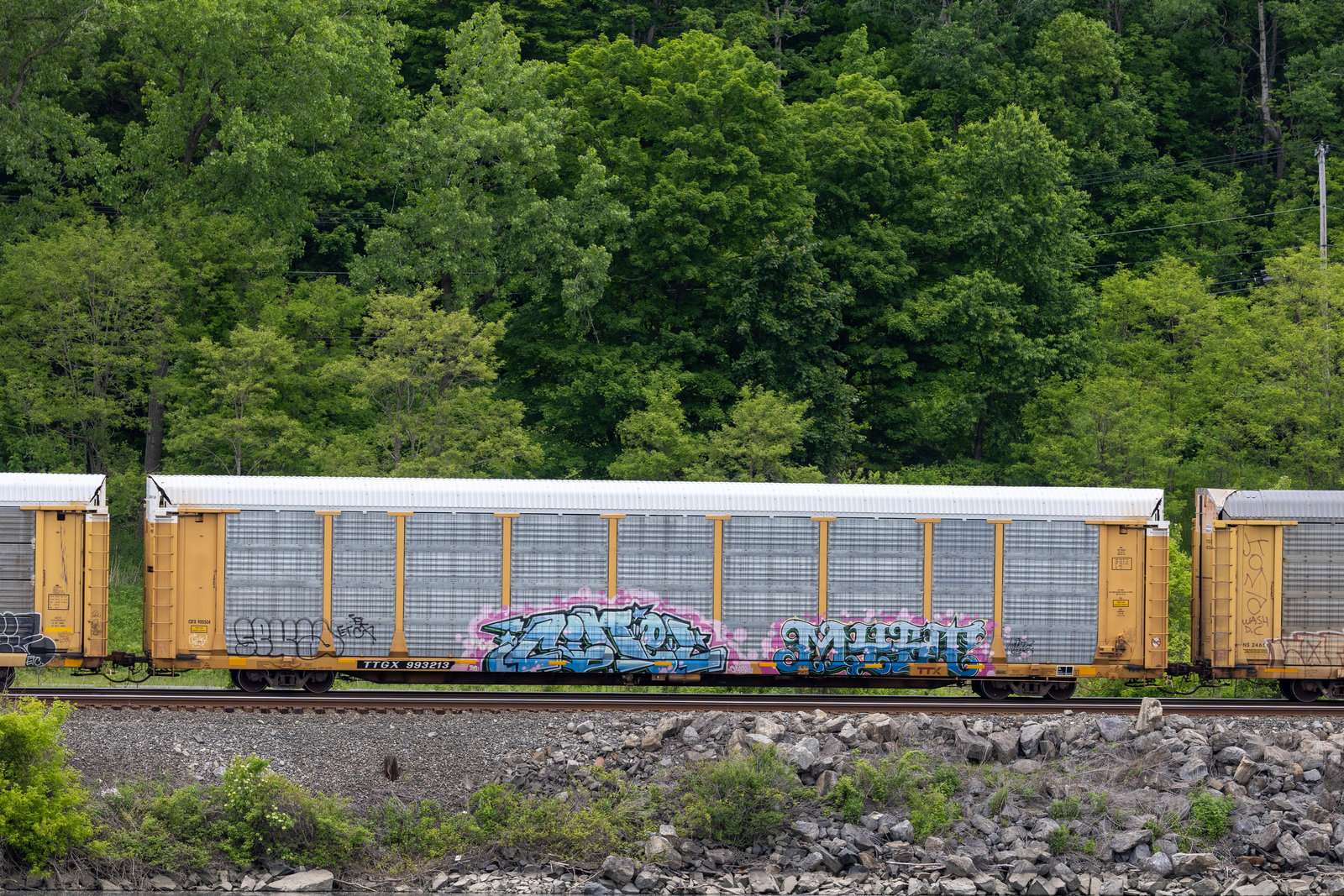 TTGX 993213