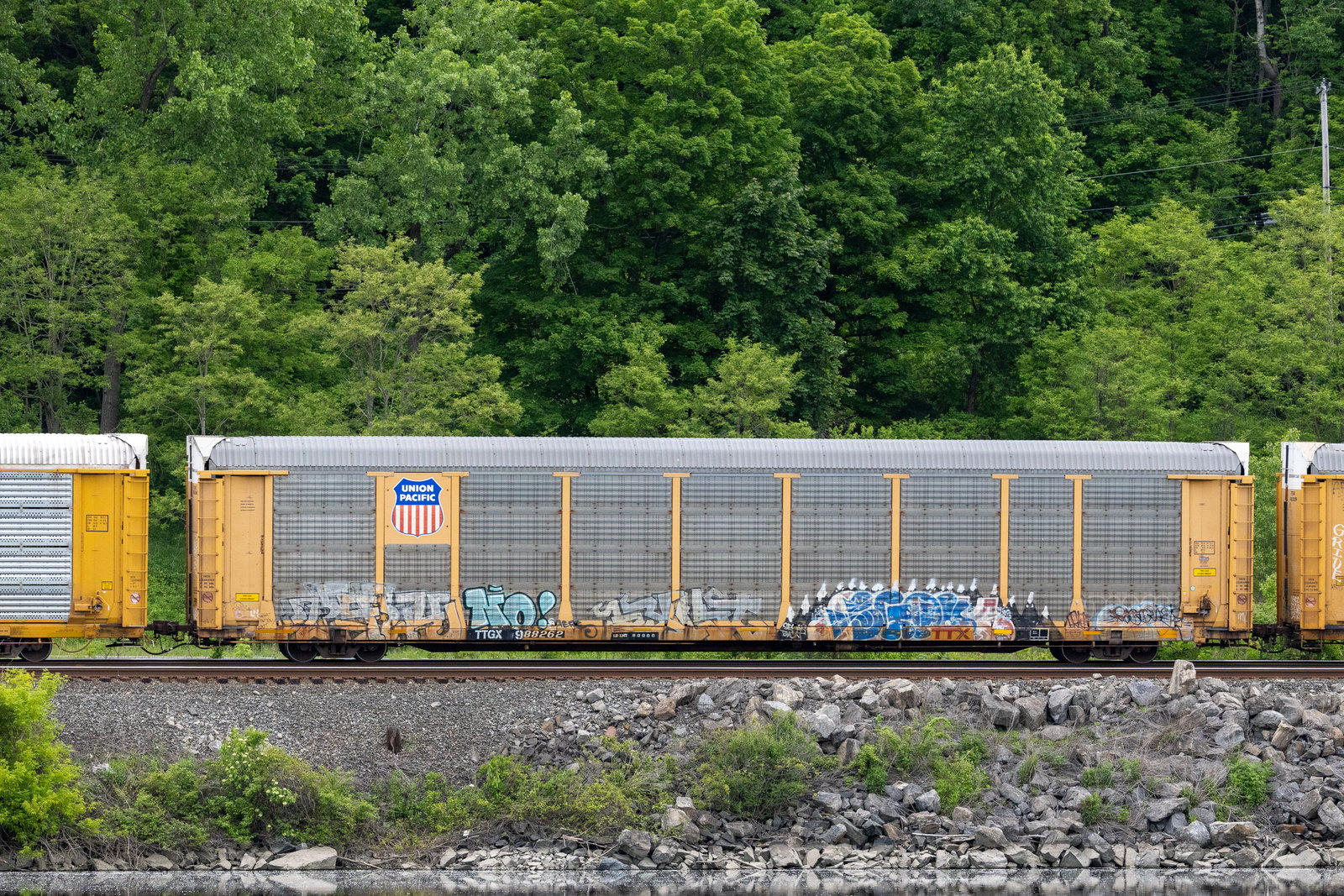 TTGX 988262