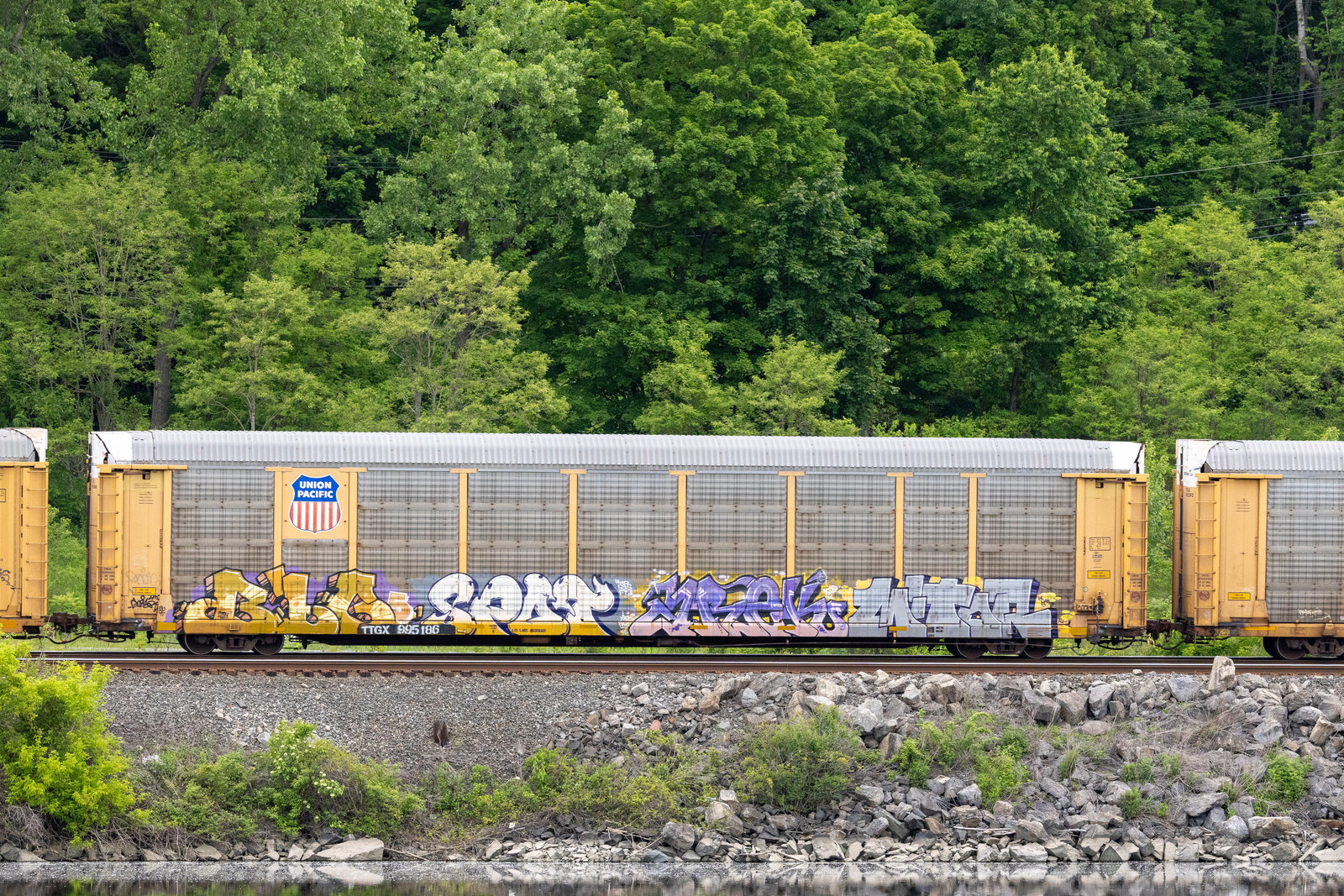 TTGX 995186