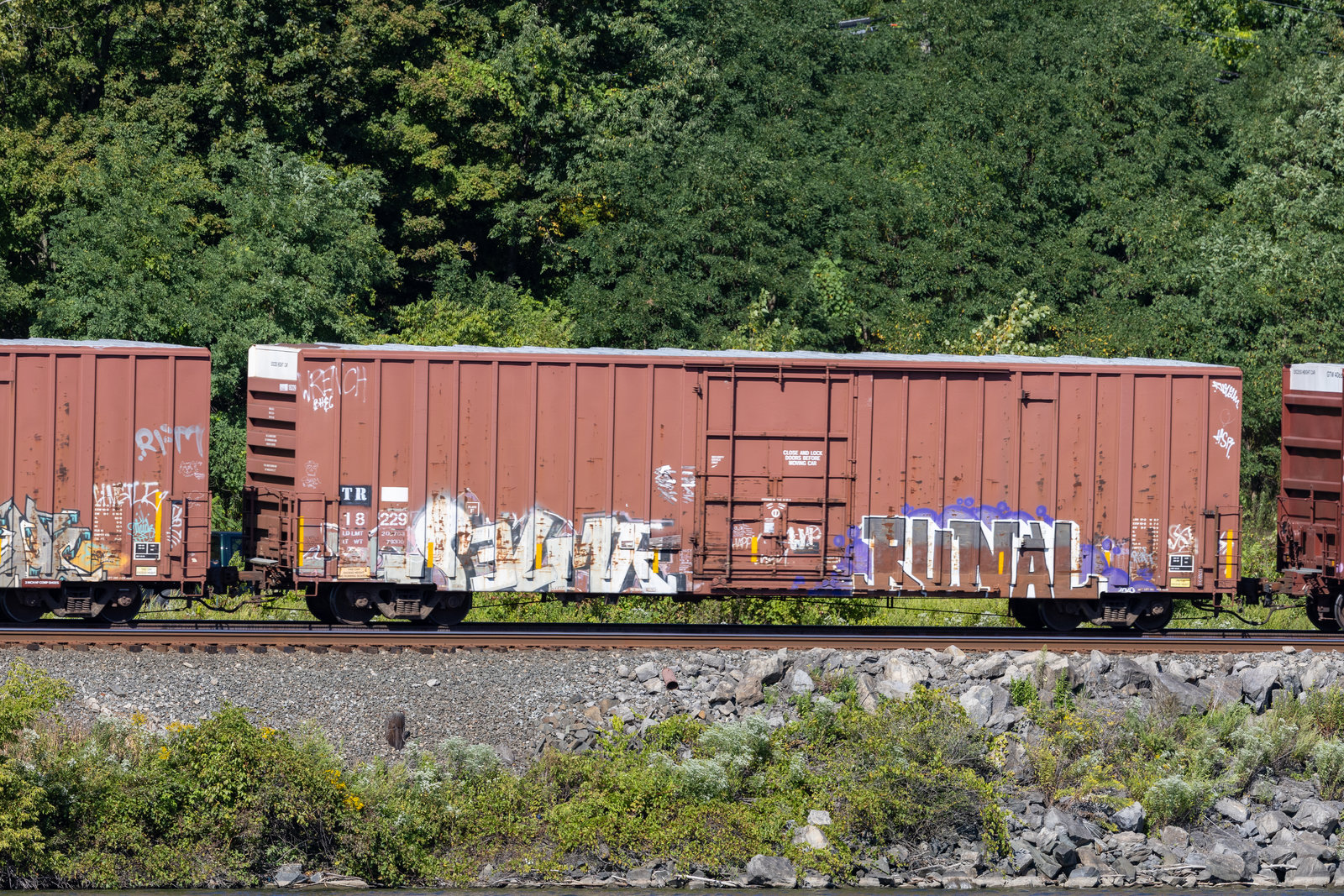 TR 18229