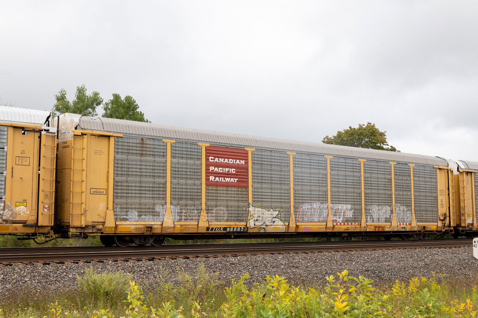 TTGX 988823