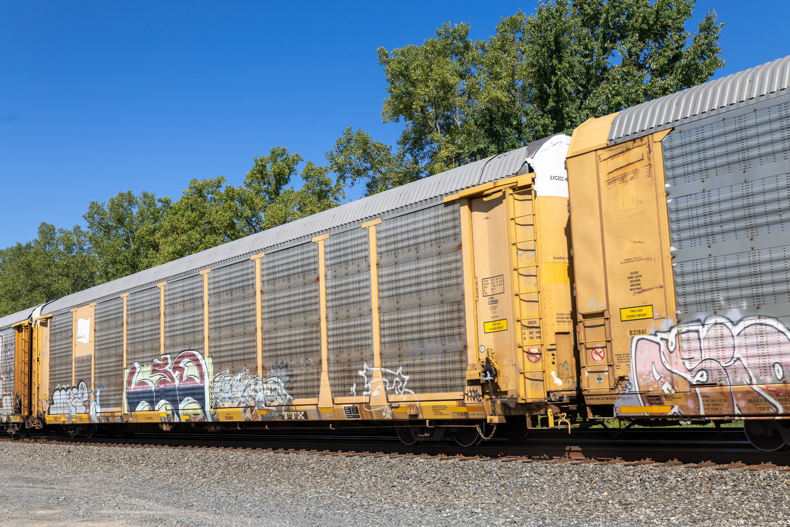 TTGX 955813