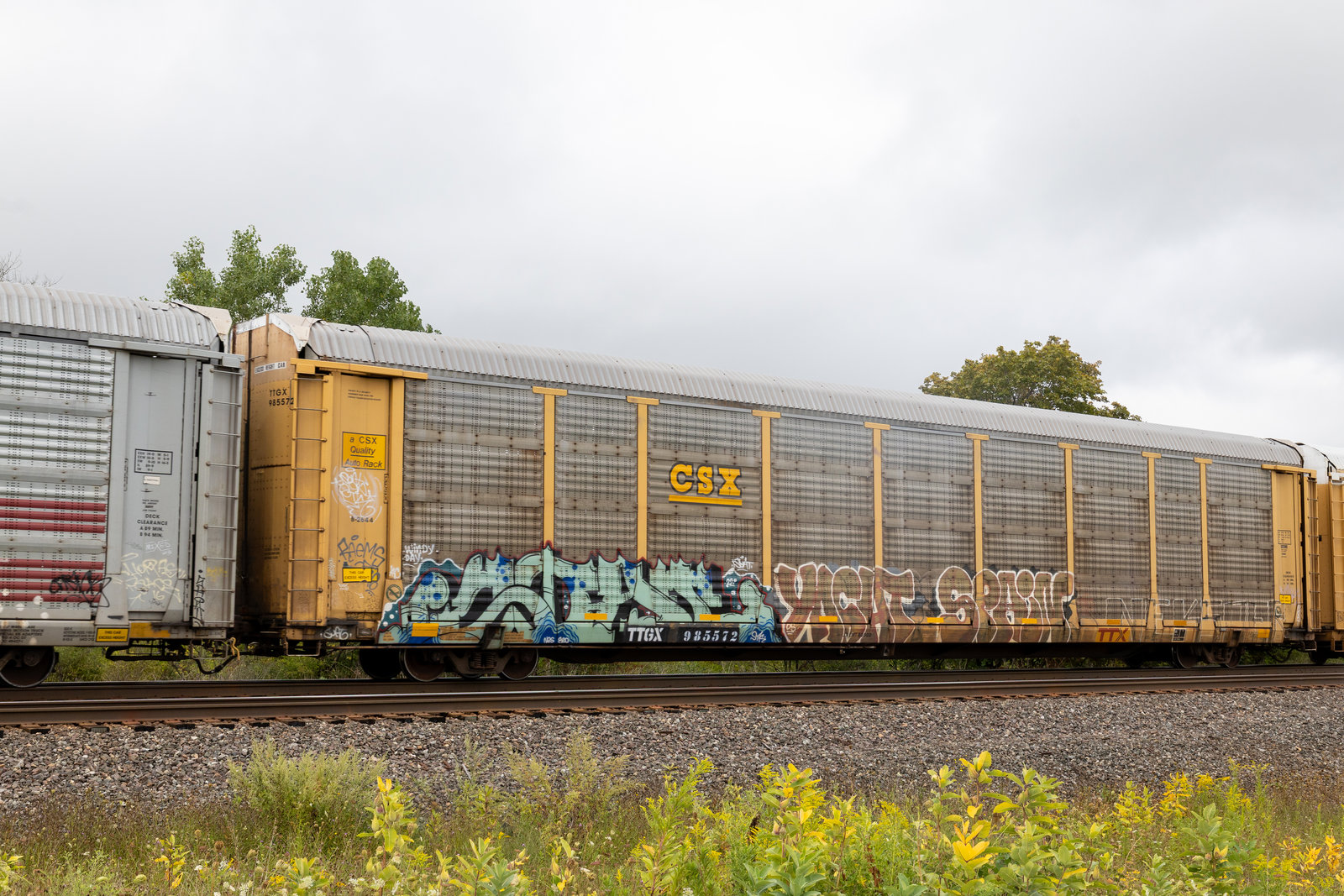 TTGX 985572