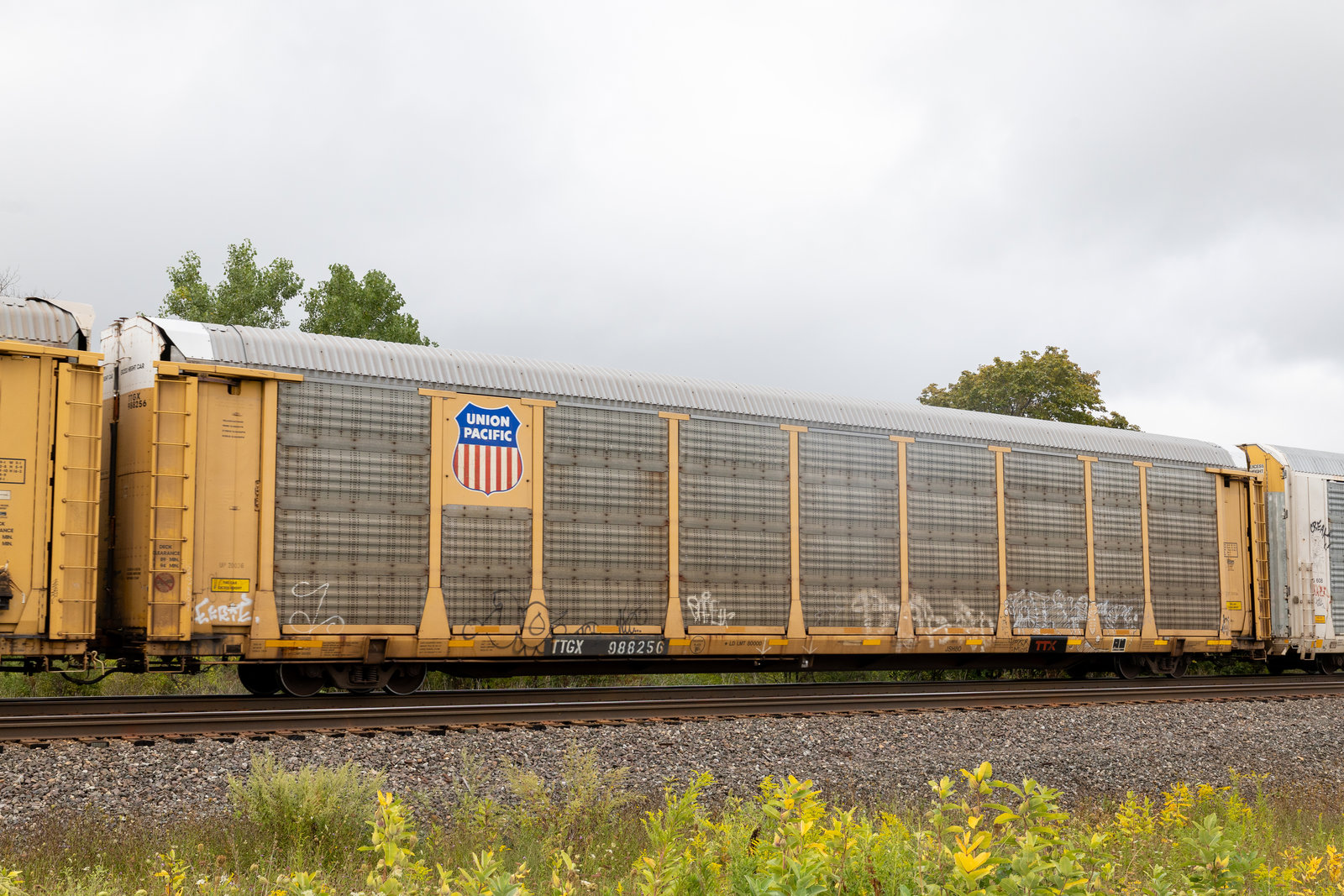 TTGX 988256