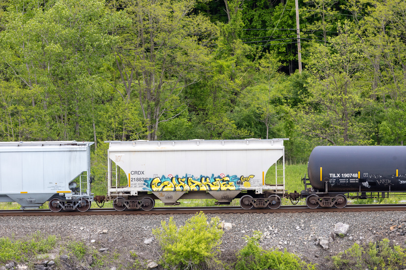 CRDX 21883