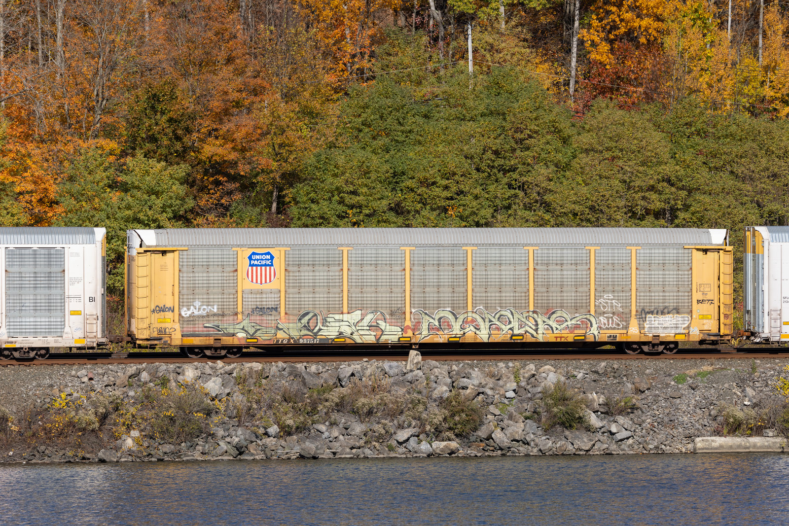 TTGX 987517