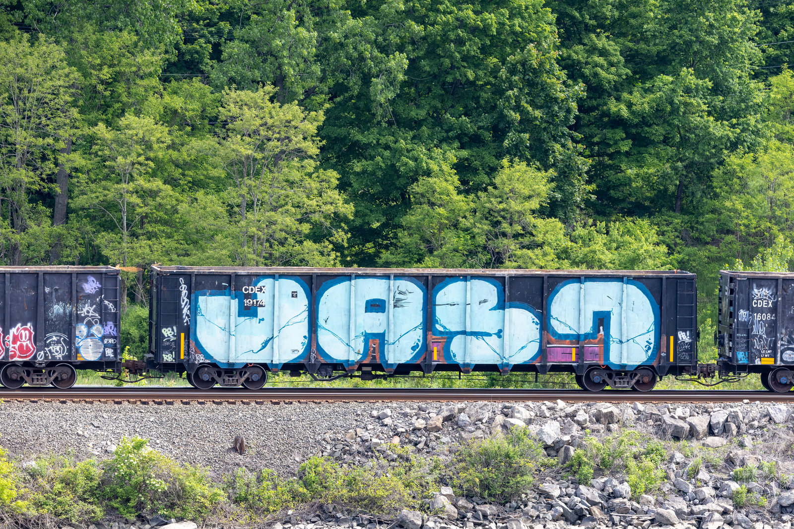 CDEX 19174