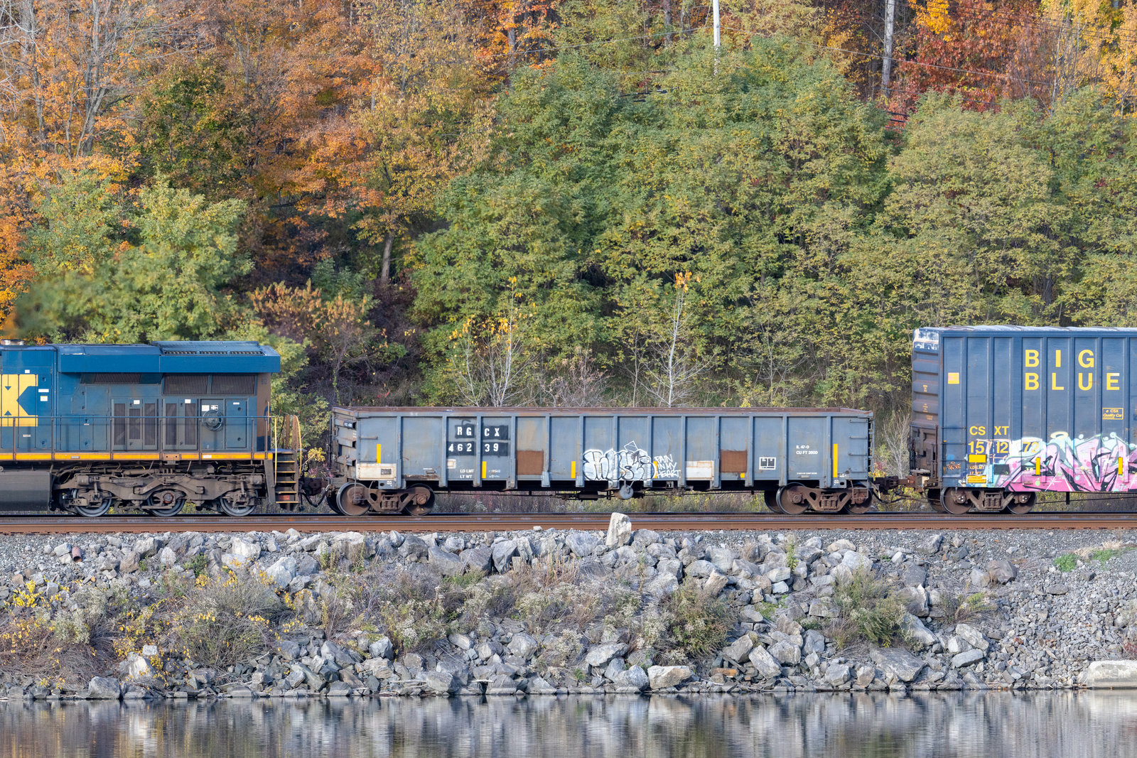 RGCX 46239