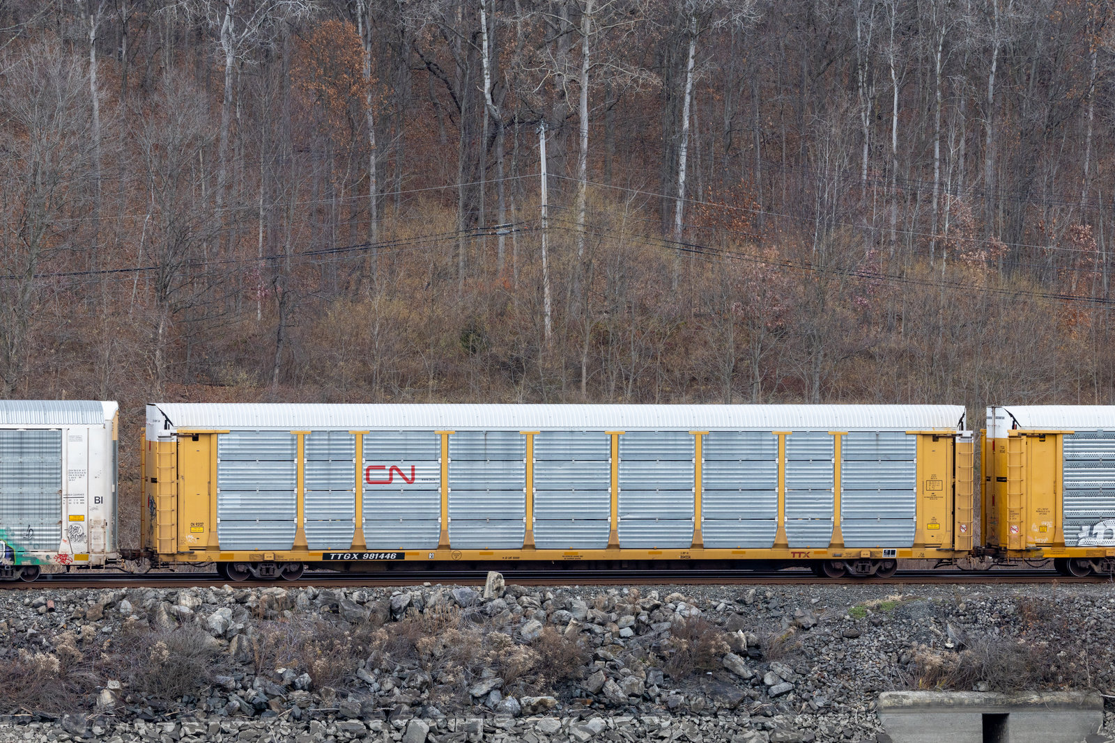 TTGX 981446