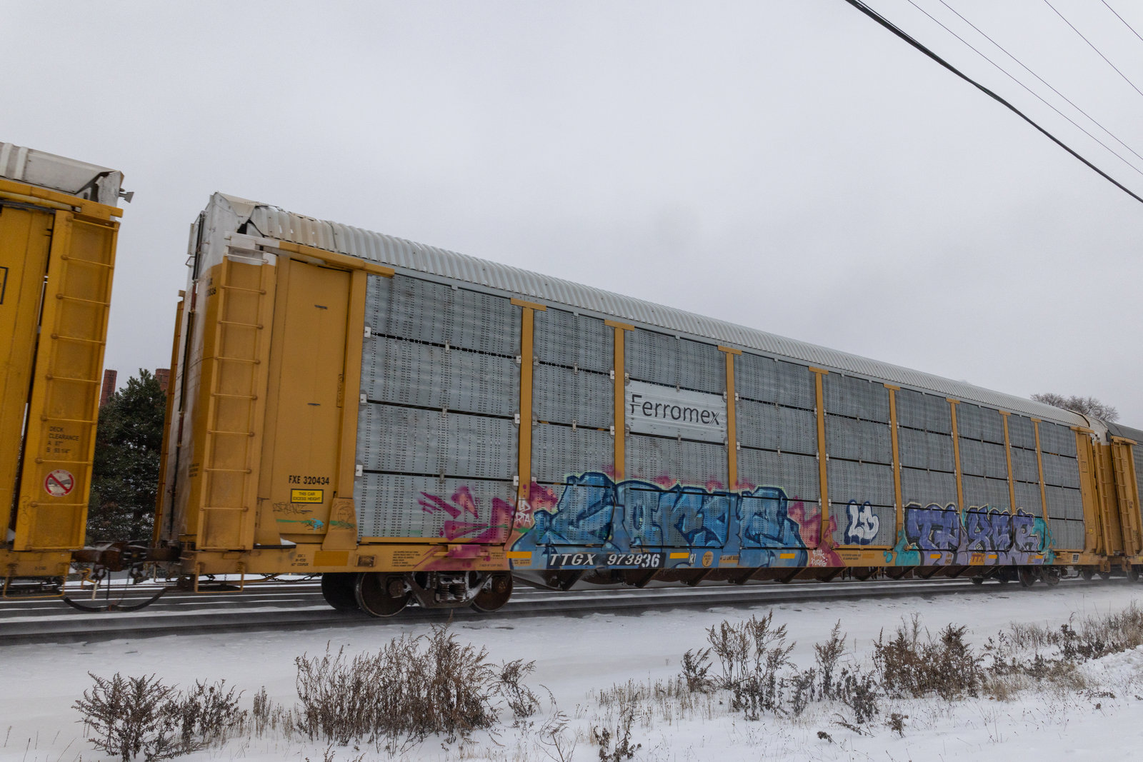 TTGX 973836