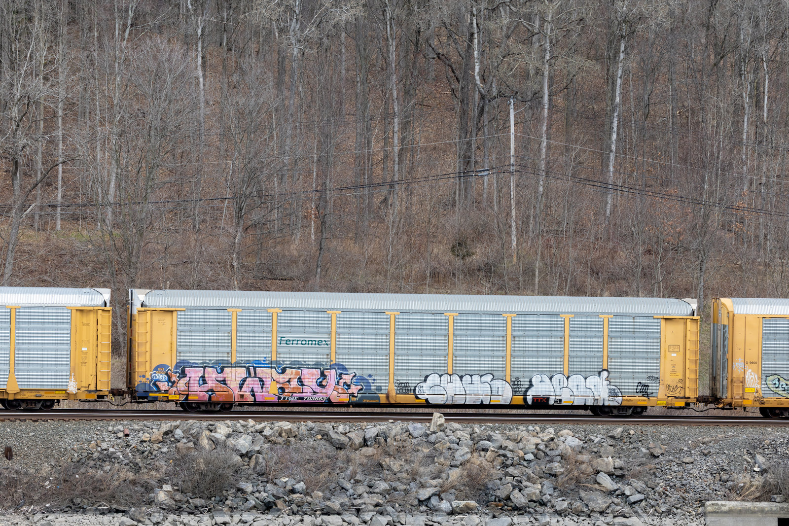 TTGX 703663