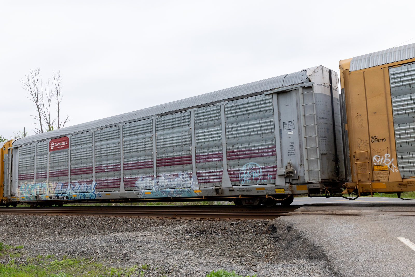 TTGX 705798