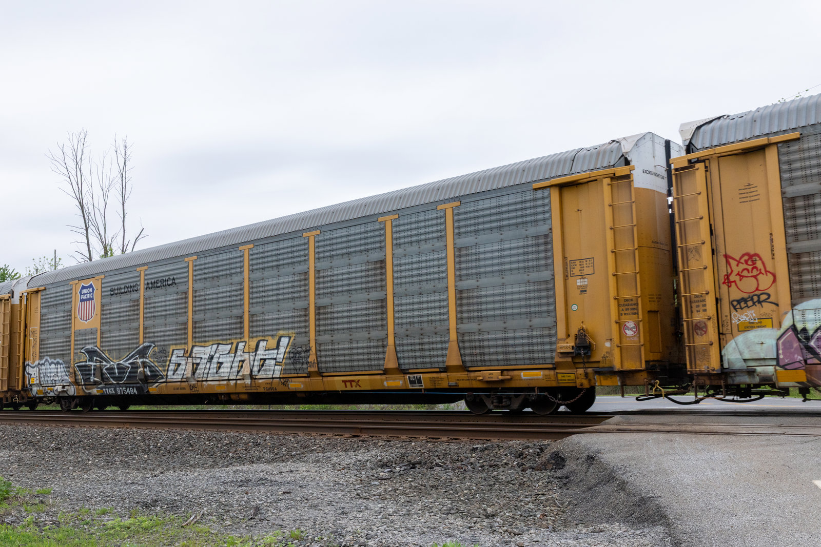 TTGX 975484